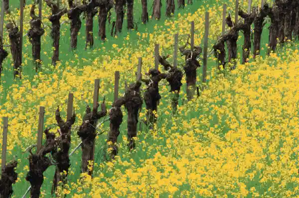 Napa Vineyard